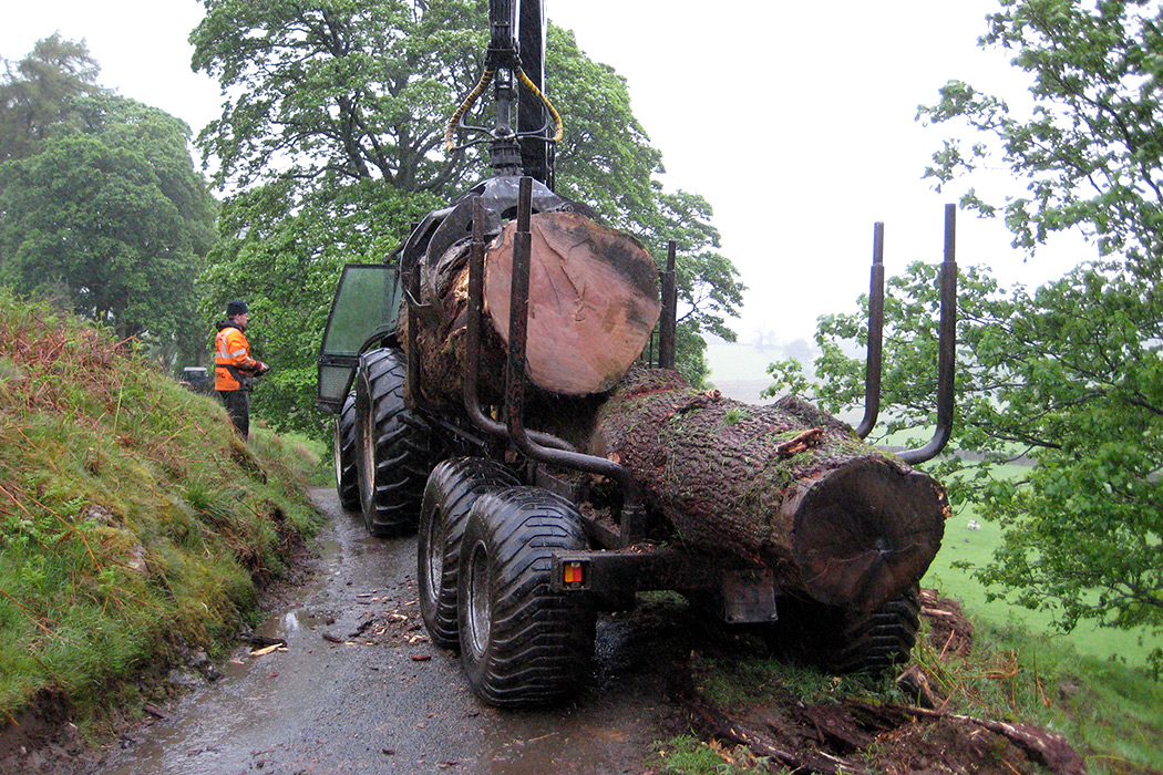 timber